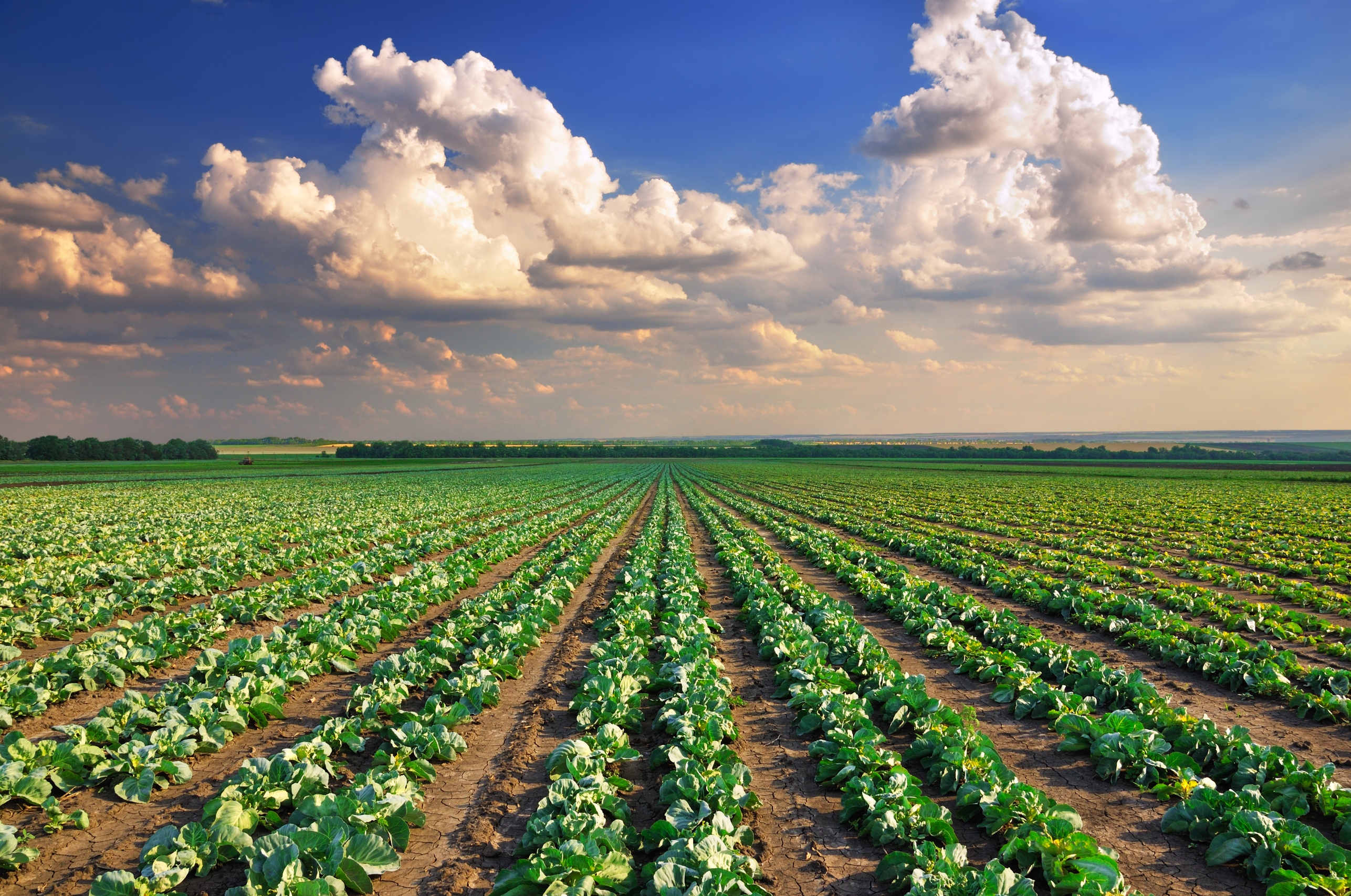 Cabbage field